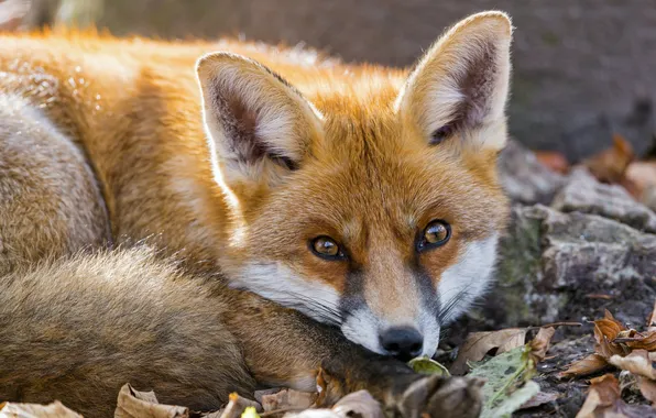 Морда, листья, лиса, рыжая, fox, лисица