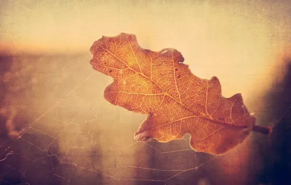 Картинка осень, макро, свет, лист, паутина, сухой, дубовый