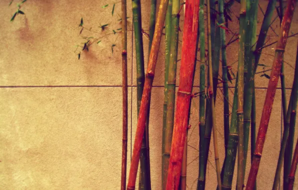 Стена, бамбук, разный, цветной