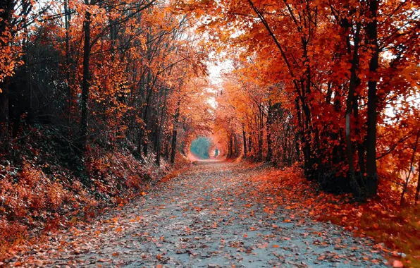 Дорога, осень, деревья, пейзаж, цвет