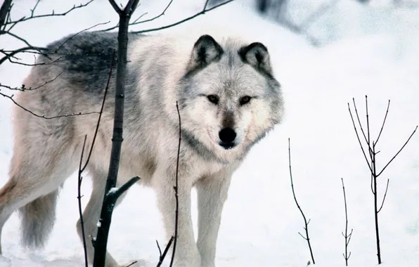 Nature, face, animal, wolf, wildlife, head, fur, mammal