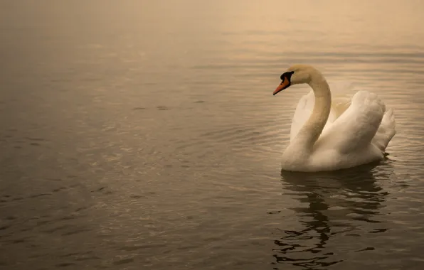 Вода, природа, озеро, пруд, птица, рябь, лебедь, водоем