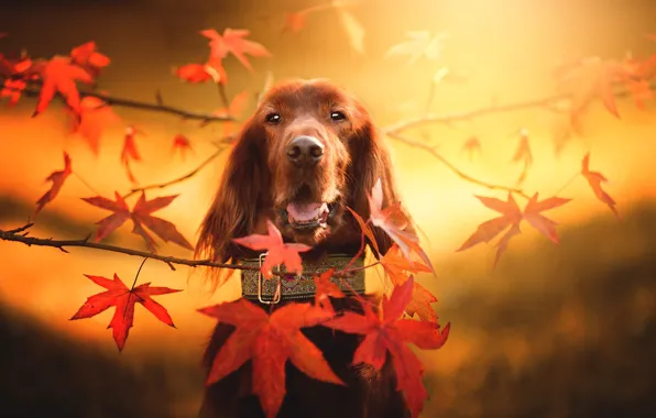 Картинка осень, взгляд, морда, листья, ветки, фон, собака