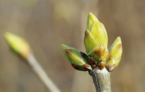 Macro, spring, plant, twig