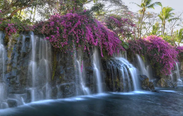 Картинка цветы, тропики, пальма, водопад, поток