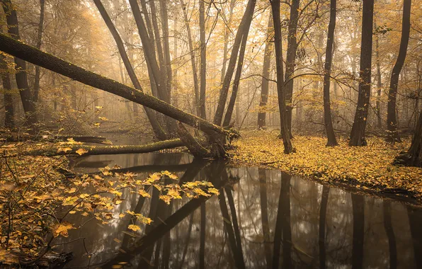 Forest, trees, water, autumn