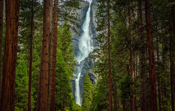 Картинка лес, деревья, горы, скала, водопад