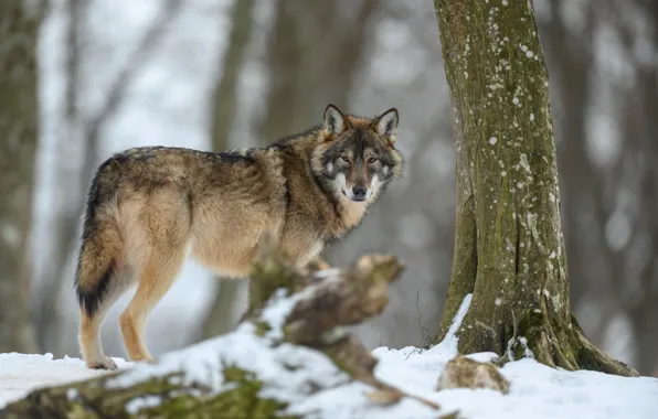 Природа, Зима, Взгляд, Деревья, Снег, Волк, Nature, Gray Wolf