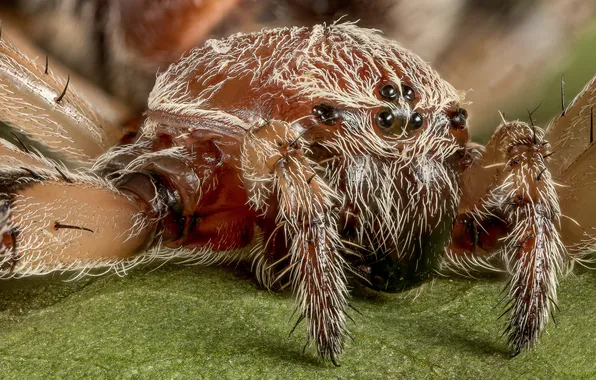 Spider, hair, insect