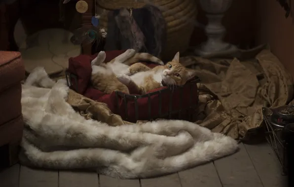 Neko, cat, supernatural, season one, season 1, tv series, Midnight Texas