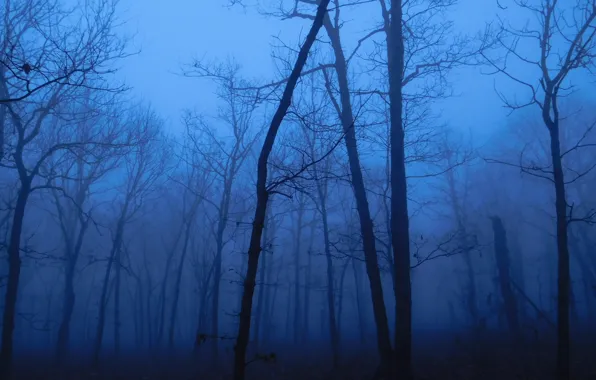 Картинка лес, деревья, природа, туман, сумерки
