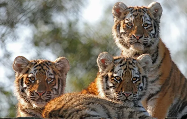 Картинка котята, дикие кошки, тигры, трио, тигрята, детёныши, троица