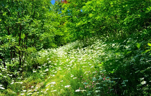 Картинка трава, Цветочки, Grass, Flowers