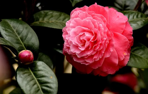 Цветы, flowers, pink Camellia, розовая камелия