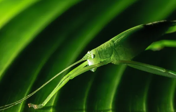 Картинка природа, лист, зеленый, насекомое, кузнечик