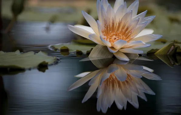 Картинка цветок, вода, макро, пруд, водяная лилия