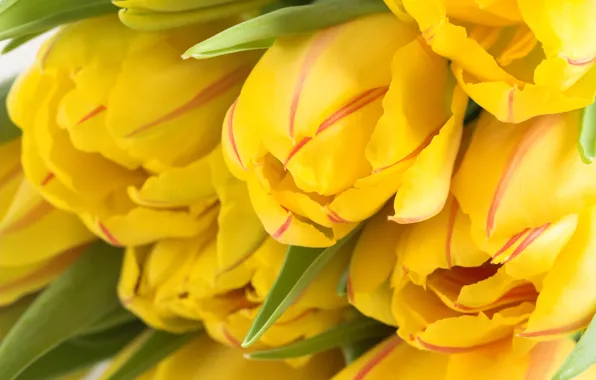 Картинка цветы, желтый, бутон, тюльпаны, много, весенние обои
