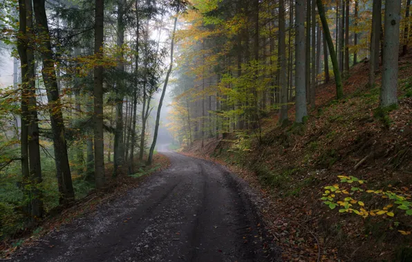 Картинка дорога, осень, лес, листья, деревья, туман, склон