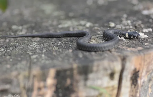 Snake, nature, young, stump