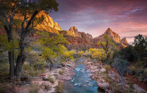 Картинка облака, деревья, горы, река, США, Zion National Park, Utah, красота природы