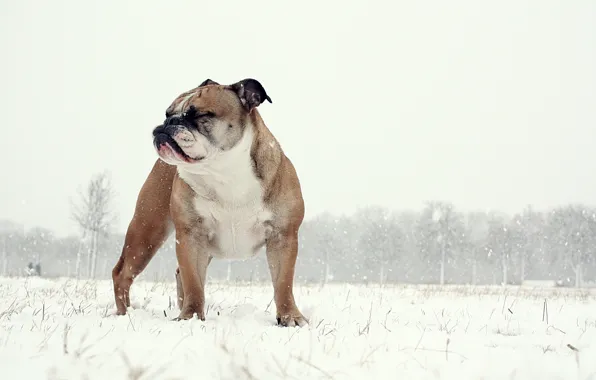 Картинка фон, собака, English Bulldog
