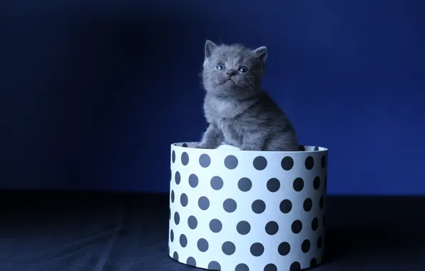 Кошка, котенок, серый, коробка, малыш, мех, черный фон, котёнок