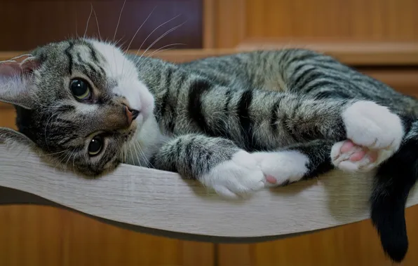 Кошка, кот, взгляд, поза, котенок, мебель, лапы, лежит