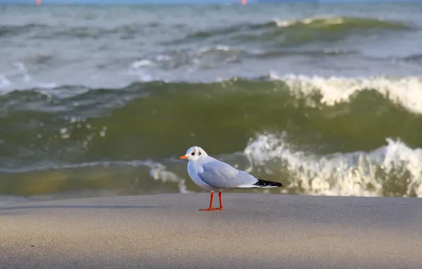 Sea, ocean, bird, wave, seagull, beah