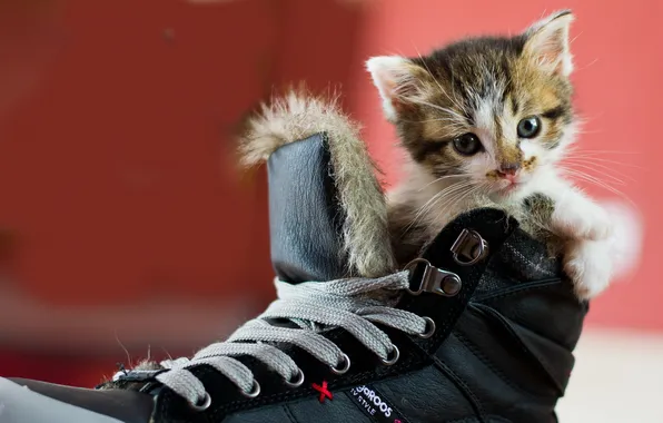 Кошка, фон, ботинок