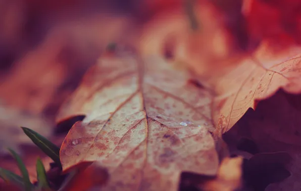 Осень, листья, макро, природа, земля, растения