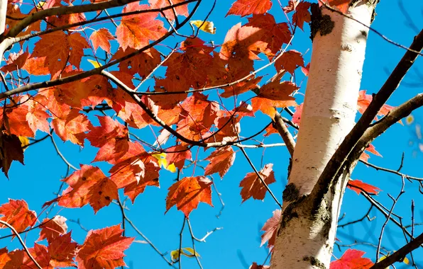 Картинка багрянец, листья, осень, небо, ствол, дерево