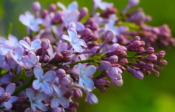 Flower, spring, lilac