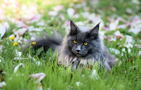 Кошка, лето, трава, кот, взгляд, морда, цветы, природа