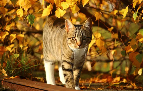Картинка осень, кот, листья, солнце, ветки, желтые, полосатый, гуляет