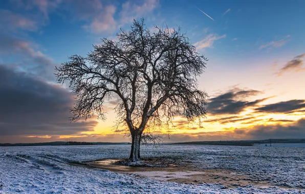 Картинка зима, снег, закат, природа, дерево