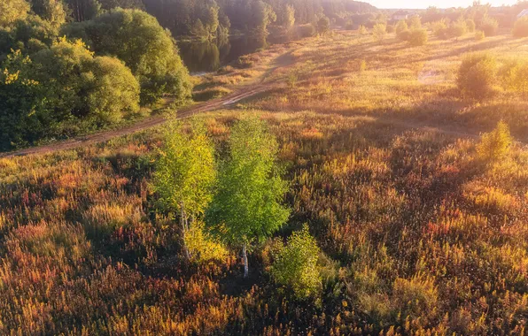 Trees, sunset, meadow