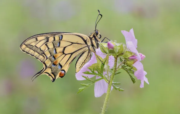 Цветок, бабочка, butterfly