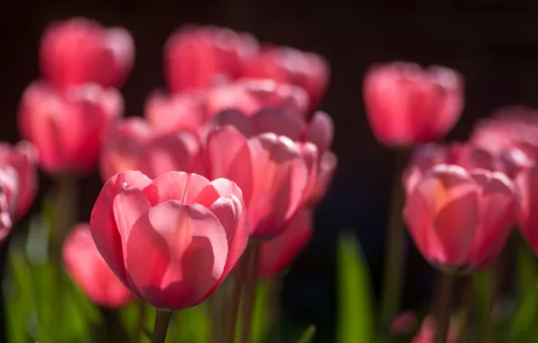 Весна, тюльпаны, розовые, солнечно, много