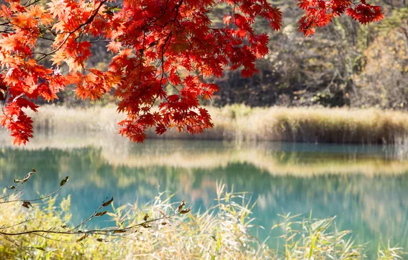 Картинка осень, лес, листья, деревья, озеро, пруд, багрянец