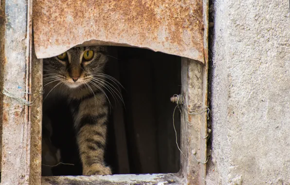 Кошка, кот, улица, котэ, выглядывает, проём