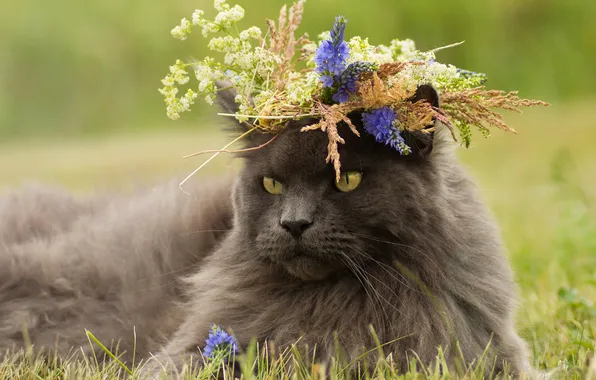 Кошка, трава, кот, взгляд, цветы, поза, серый, поляна