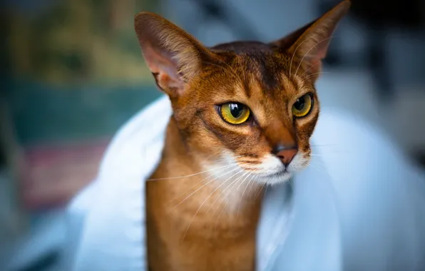Кошка, глаза, взгляд, полотенце, Кот, мордочка, уши