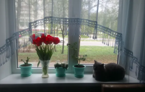 Картинка окно, горшки, Любят кошки окошки