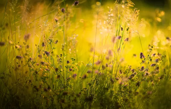 Лето, трава, макро, природа