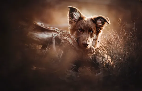 Природа, друг, собака