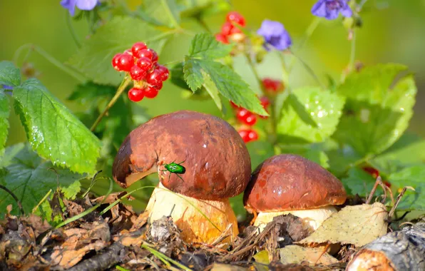 Картинка осень, листья, цветы, природа, ягоды, грибы, жук, Vlad Vladilenoff