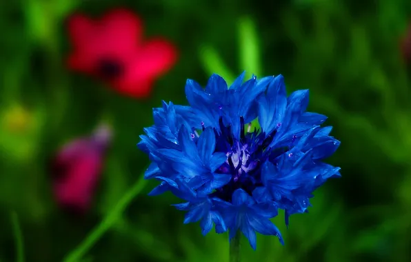 Цветок, синий, лепестки