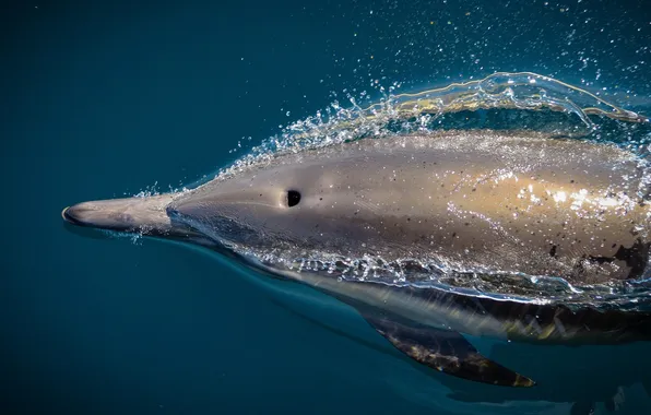 Dolphin, wild, San Diego Whale Watch, Speedy