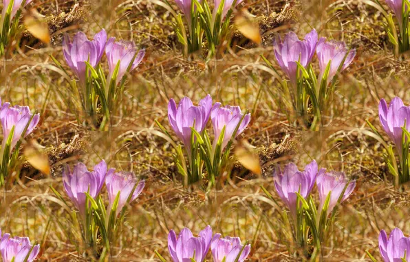 Flower, spring, crocus