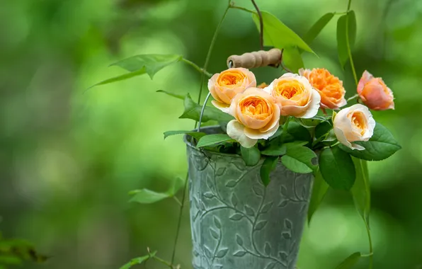 Листья, цветы, фон, розы, ведро, лоза
